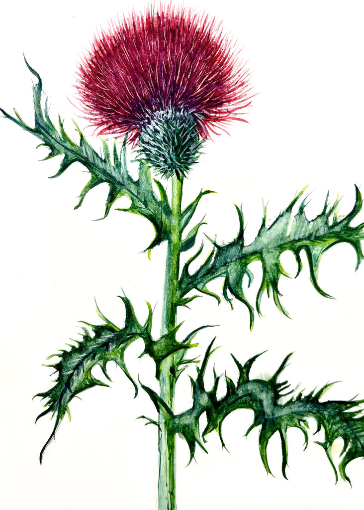 Watercolor 5x7 Thistle Note Cards - By Prairie Girl